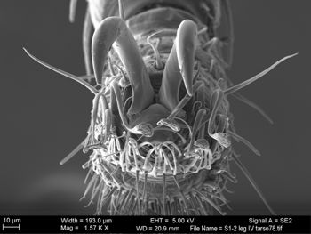 Media type: image; Invertebrate Zoology 131275
